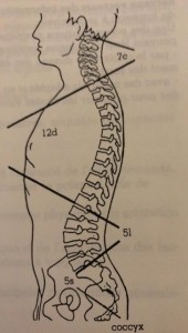 Rachis Ostéopathe pour Sportifs